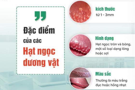 1758783826514924.jpg hat-ngoc-duong-vat-o-nam-2.jpg